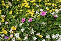 ���� �� ������ ...