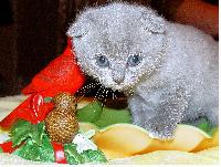 ������������ �����