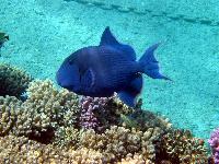 ����-����