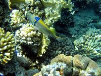 ��� ����� �����