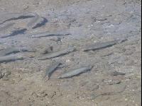 ���� �������� ���� ��� ������