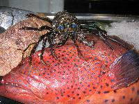 ����� (�������� ��������)