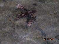 ���� ����