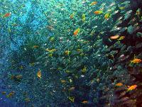 ����� ������