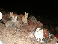 ���������� �����