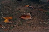 ������� - ���� 025 - ������ ������ �� ������ ��������...