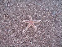 ������� ���������