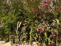 Royal Paradise Resort