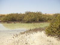 ��� �������