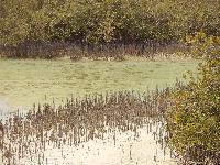 ��� �������