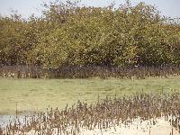 ��� �������