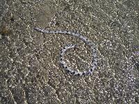 �� �������