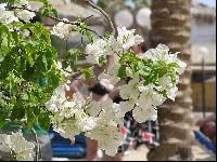 ������ ���