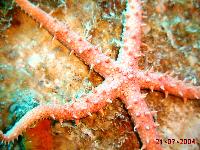 ��� "��� ����", ������� ������