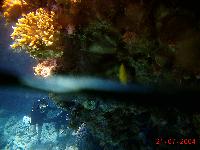 �������� �� ���