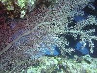 ��� ����� �������