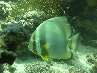 �� Elphinstone Reef