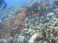 ������� �� Elfinstone