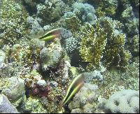 �� Elphinstone Reef