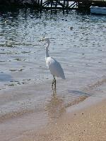 ��� ����?