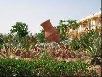 ���������� Desert Rose