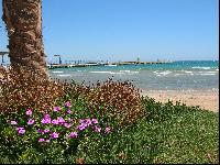 ���� Desert Rose