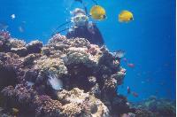 ������� ����