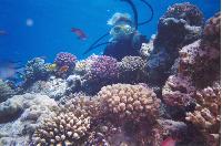 ������� ����