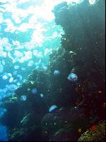 ������ �� ������� ���-����