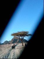 ���������� ��� �������