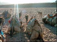 �������� ��������� �����