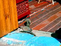 ����� ����. ���������� ������.