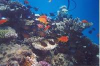 ������� ����