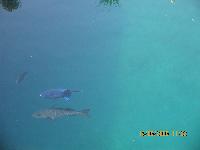 ������� ���