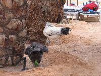 ��������� ��������� �������