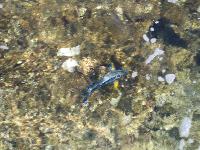 � ���� �����