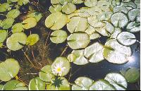 ����� ������