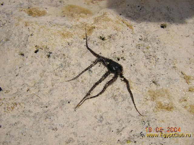 �������� 2004