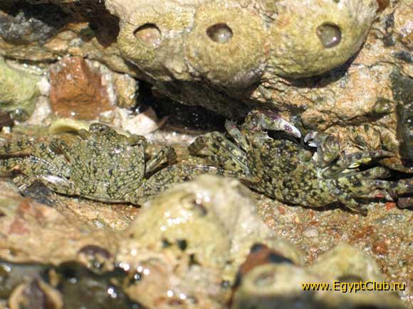 �������� ����