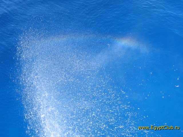 ������ ������, ��������� ������