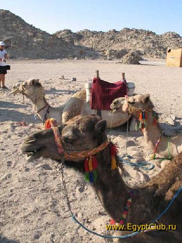 �������� ��������� �������