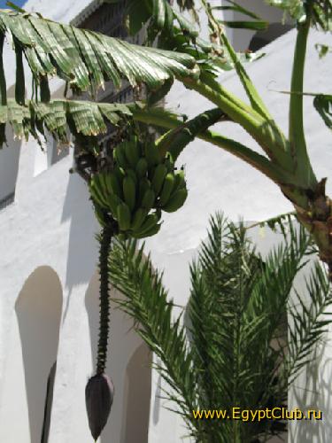 ��� ��� ������ ������.