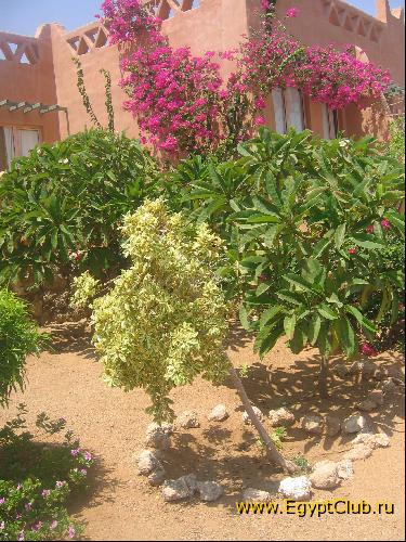 �����, ����������