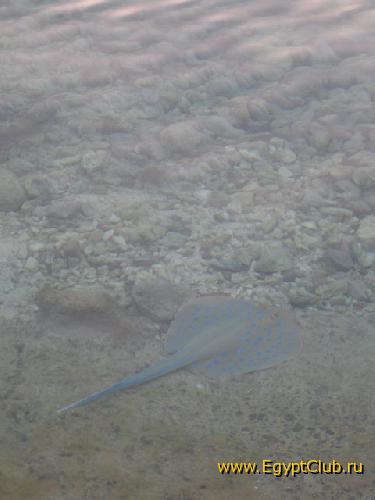 ���������� ���� ���� ����� ������