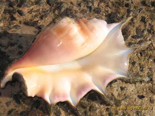 ������� �������� �� ��� ��������