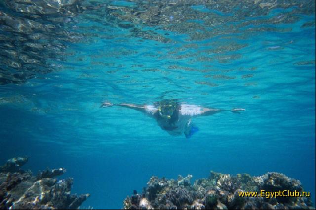 � ������ ��� ���������