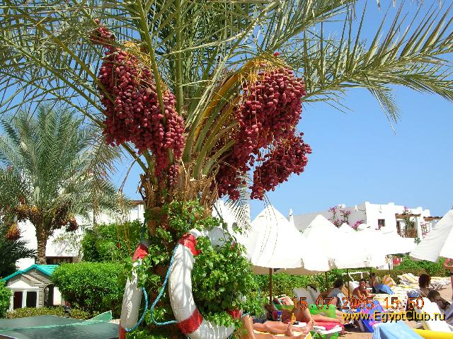 ����� ���������