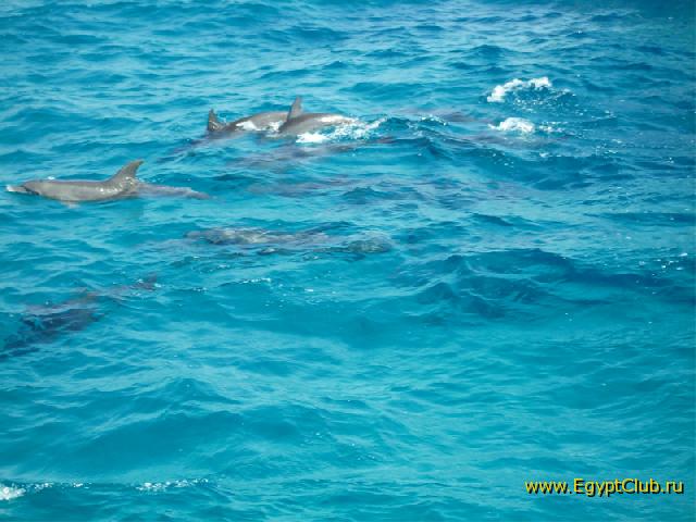 � �������� ������.....