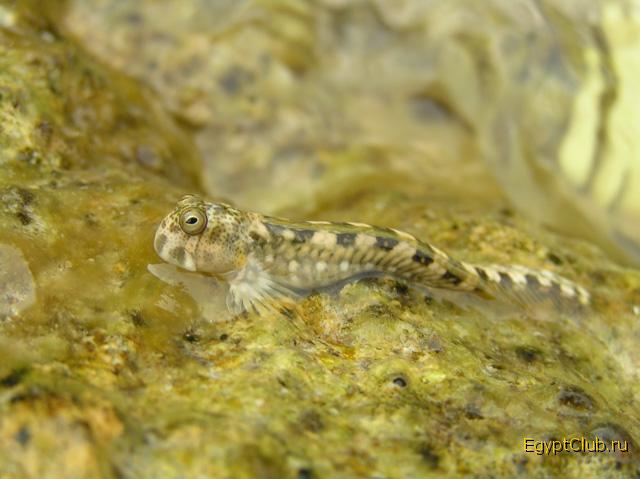 ���������.