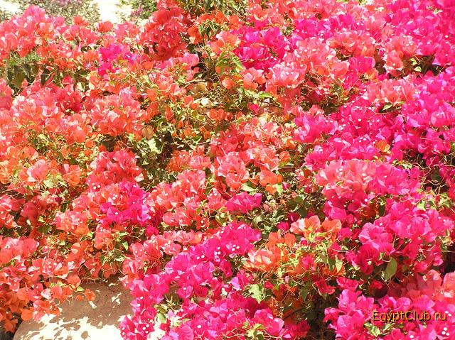 ������� ������.